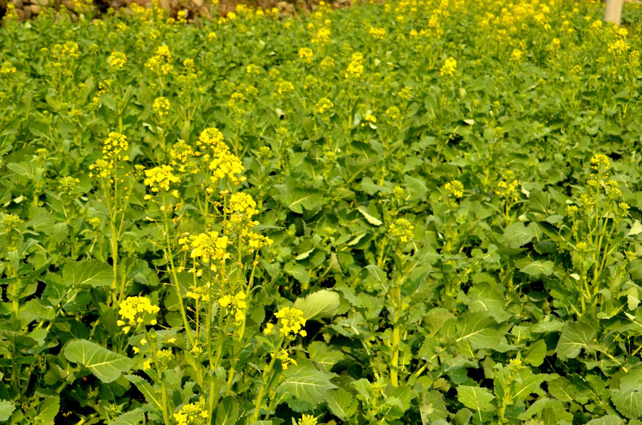 2015年2月16日婺源油菜花即时情报 第四期